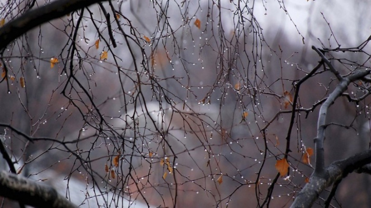 Така зима: У Миколаєві буде тепло і воло…