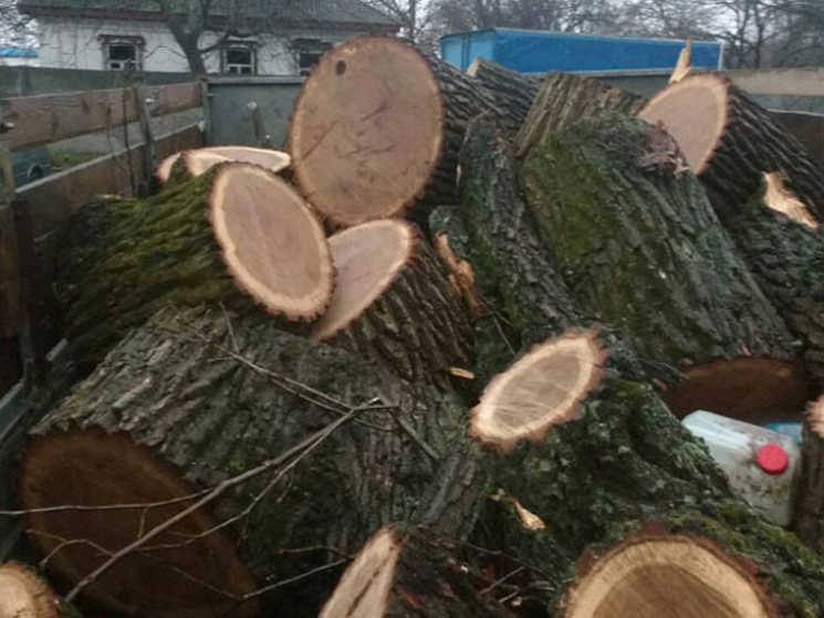 На Полтавщині браконьєри зрубали дерев н…