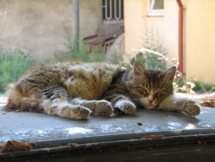 Одесские бездомные коты получили массу п…