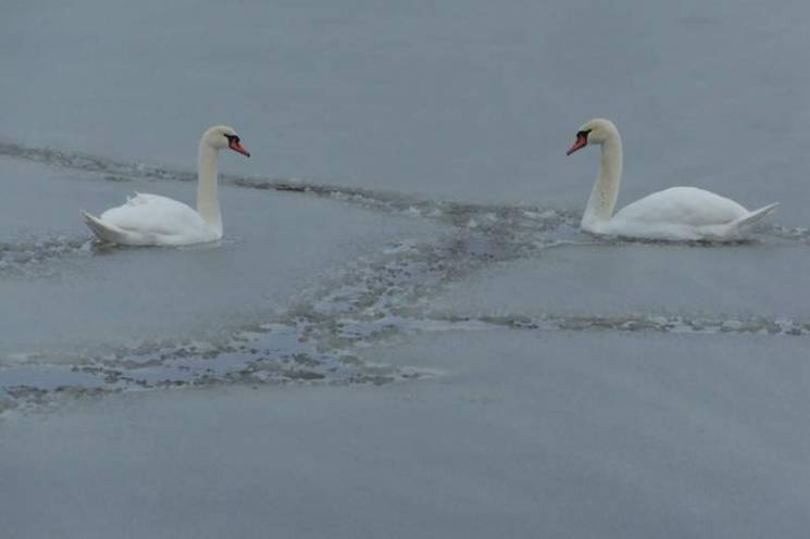 На Житомирщині замерзає пара лебедів…