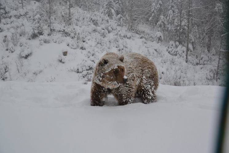 Як живеться бурим ведмедям у засніженому…