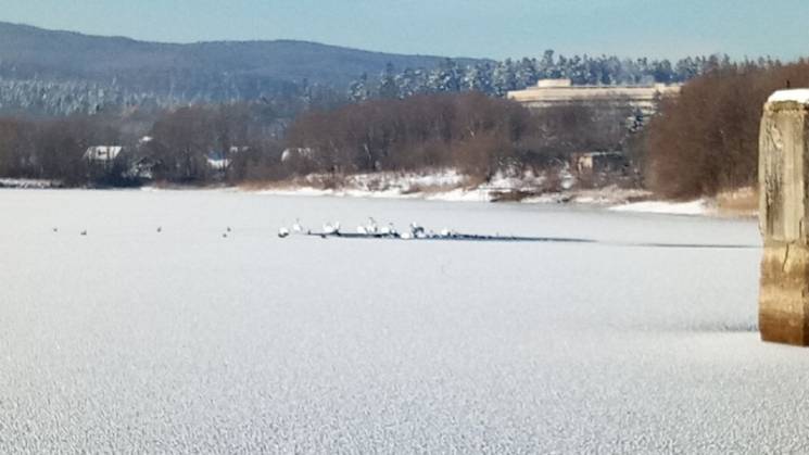 На Львовщине на озере замерзают лебеди (…