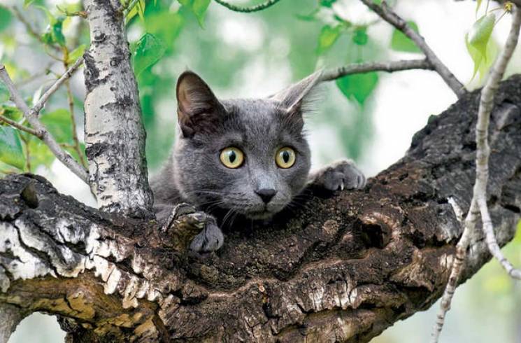 На Дніпропетровщині кіт застряг у 12 мет…