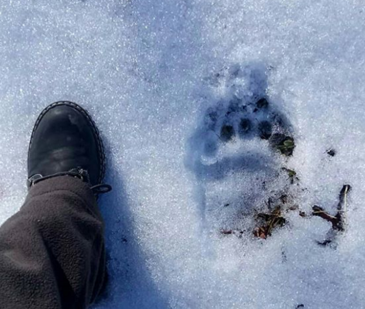 В Кавказькому заповіднику виявили сліди…