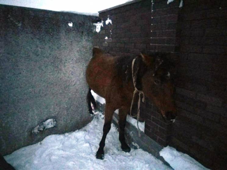 У Кропивницькому рятували коня, який зас…