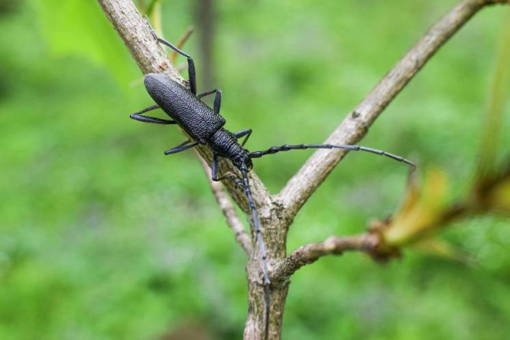 Учені знайшли найбільшого й вусатого жук…