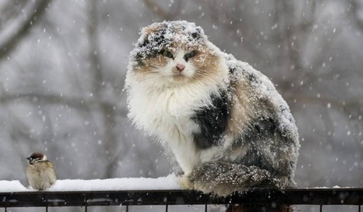 На Київ суне новий циклон: Мокрий сніг з…