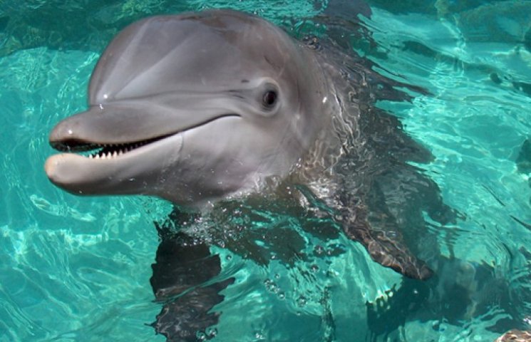 Американець звинувачує дельфіна у примуш…