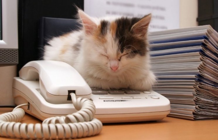 Коты улучшают продуктивность работников…