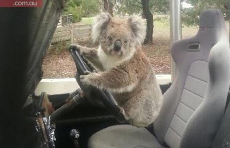 В Австралии коала пыталась угнать автомо…