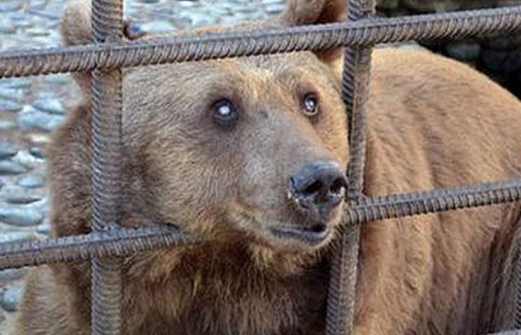 Двух российских медведей отправят лечить…