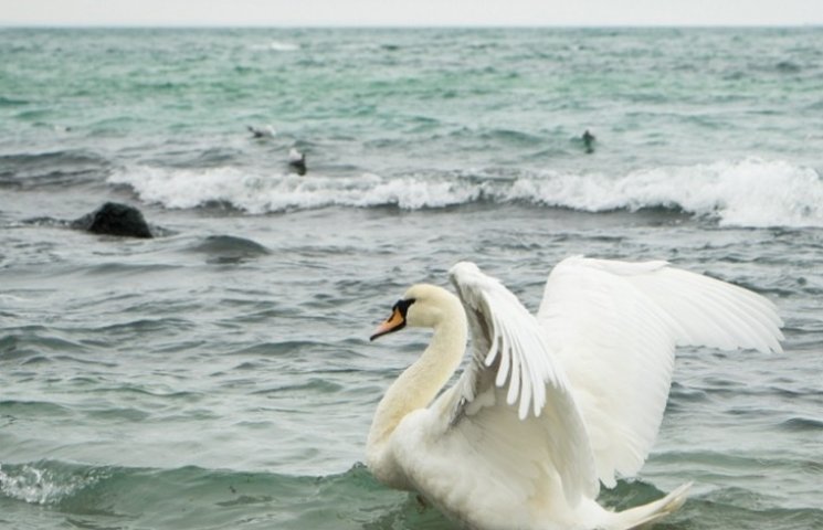 На пляже Одессы зимуют лебеди…