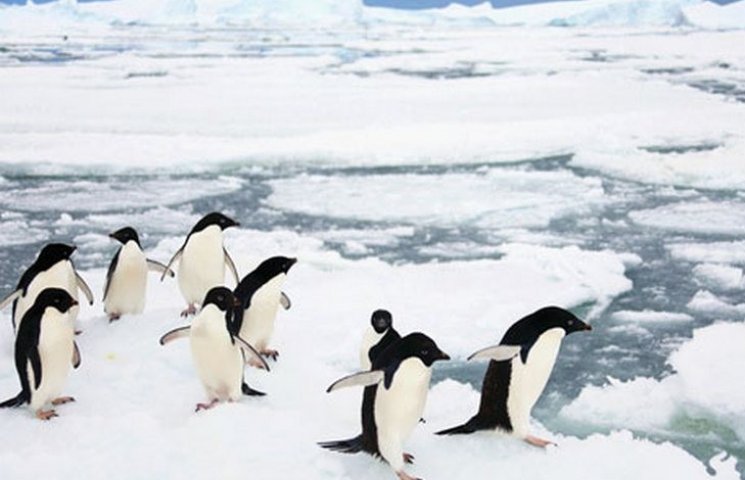 Айсберг погубил колонию пингвинов в Анта…
