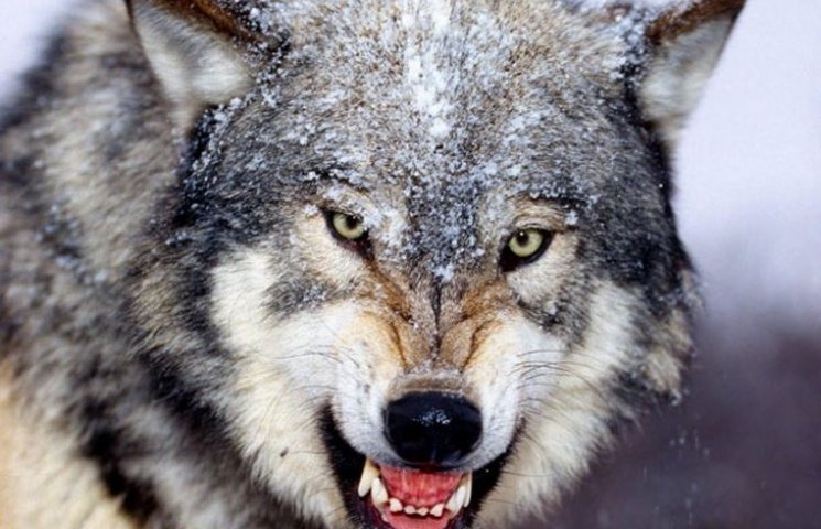 Ровенщину атакуют волки…