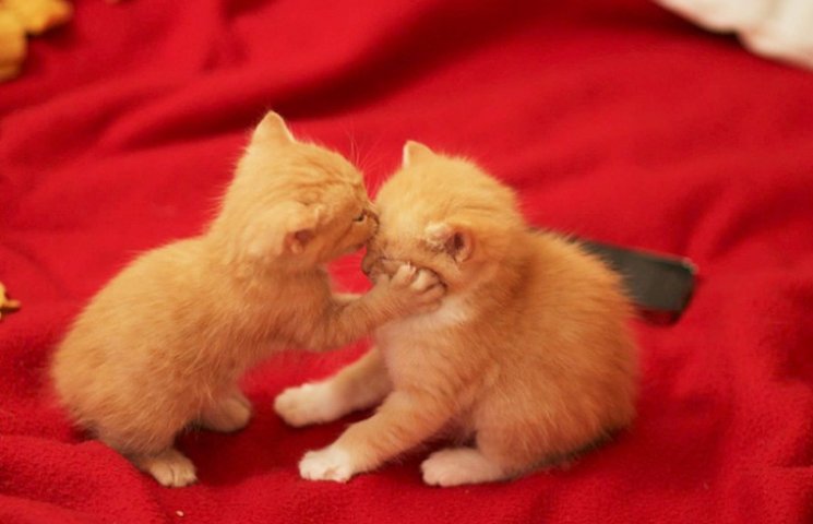 Как животные доказывают, что поцелуи нуж…