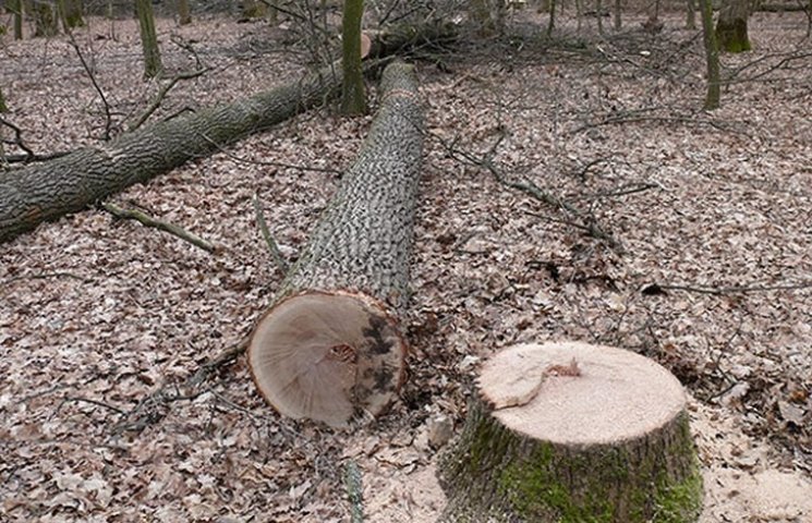 На Вінниччині вирубили дубів на 150 тис.…