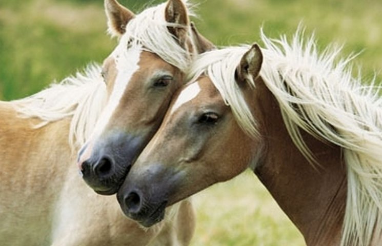 На Вінниччині орудували крадії коней…