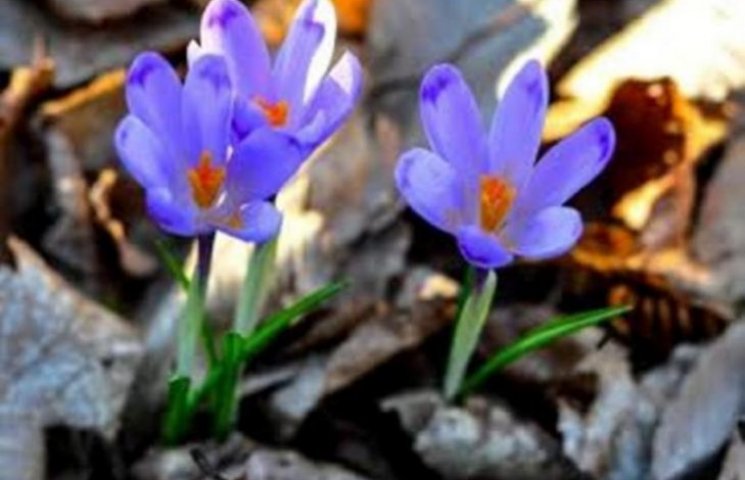 На Закарпатті повним ходом "цвіте" весна…