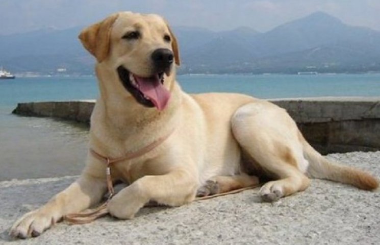 Стала відома найпопулярніша порода собак…
