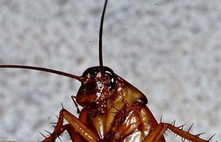 На Запорожье тараканы атакуют популярный…