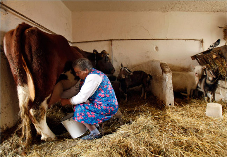 На России коровы остановили скоростной п…