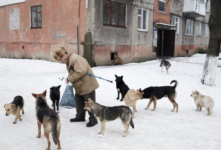 Водка, Донбасс и бродячие собаки. Чем из…