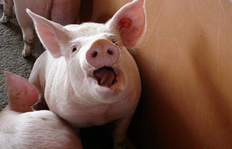 В Никополе из-за чумы свиней устроят охо…