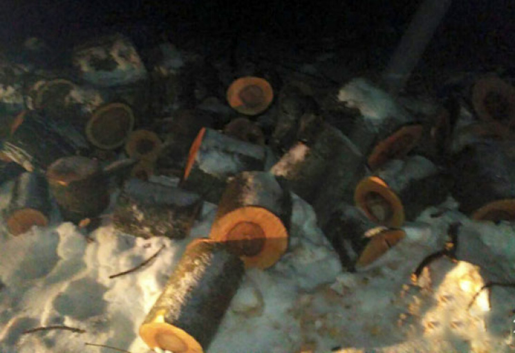 На Полтавщині зловмисники знищили 12 дуб…