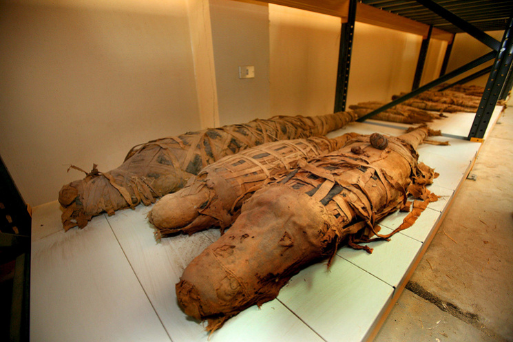 В Єгипті розкопали мумію гіганського кро…