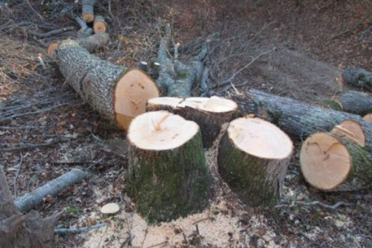 На Тернопільщині незаконно рубали дерева…