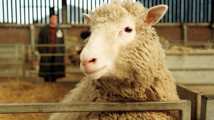Сумна доля вівці Доллі та інших клонован…