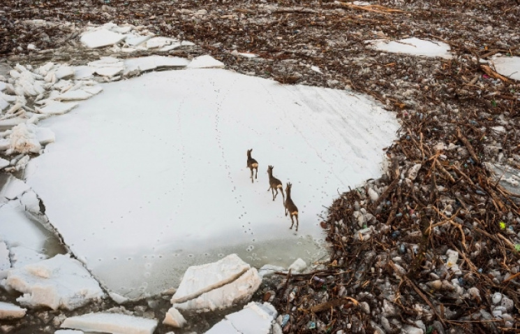 Як льодохід на Тисі налякав диких тварин…