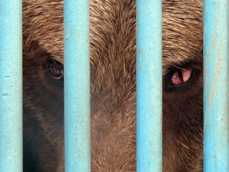 У зоозоні Дніпра ведмедицю вдалося вмови…