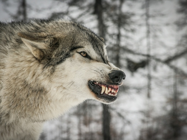 На Полтавщині зграї диких вовків лякають…