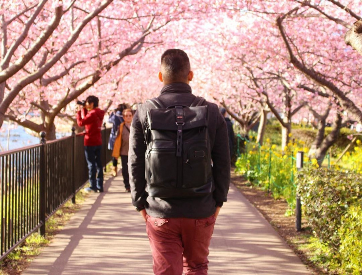Як у Японії неймовірно цвітуть сакури (Р…