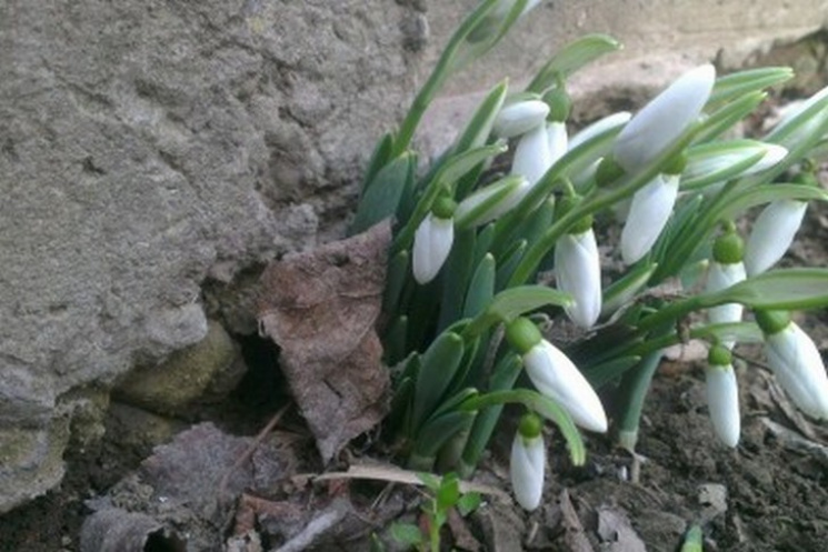 Весна приближается: В Одесской области у…