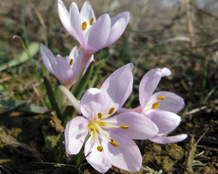 Весна наближається: На Миколаївщині "виз…