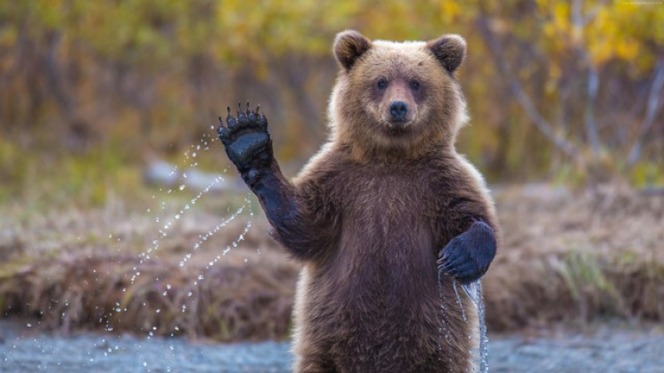 На Росії зняли на відео ведмедя, який гу…