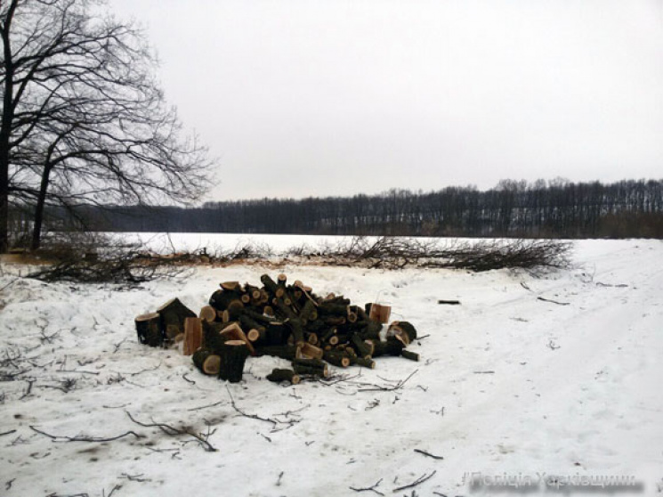 Под Харьковом задержали воров леса…