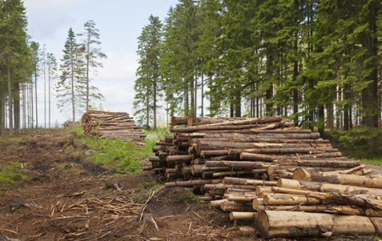 На Харківщині активізувалися лісові брак…