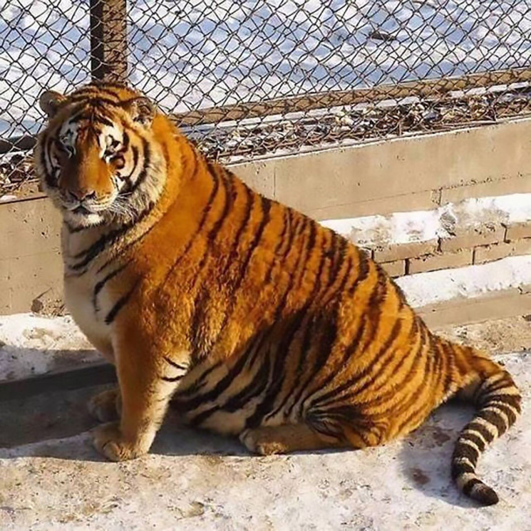 Толстеньких амурских тигров тренируют с…