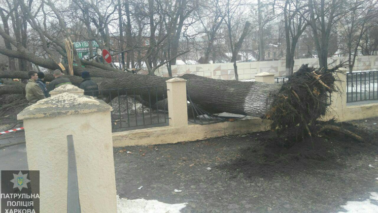 У центрі Харкова величезне дерево впало…