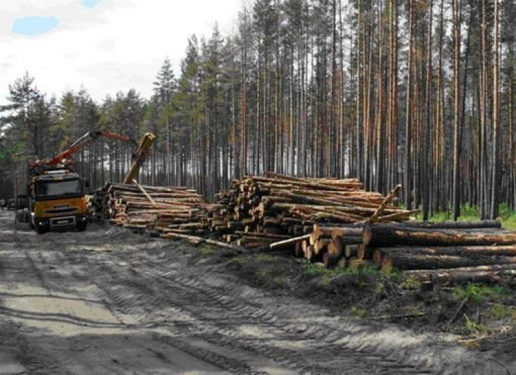На Харківщині лісгосп "загубив" деревини…