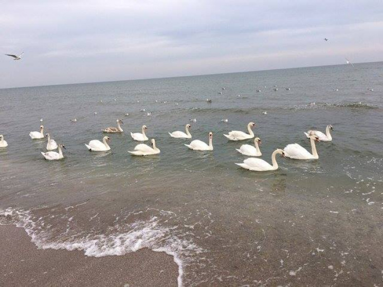 Весна на пороге: Пляжи Одессы обживают л…