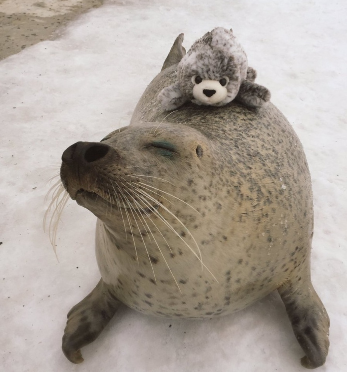 Как японский тюлень обнимался со своей п…
