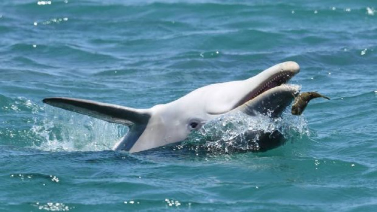 Вчені знайшли дельфінів-наркоманів…