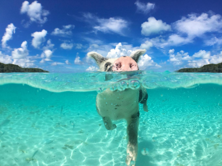 Плавающие багамские свиньи погибли из-за…