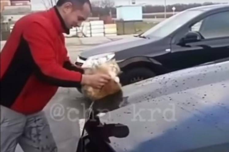 На Кубани мужчина мыл машину котом (ФОТО…