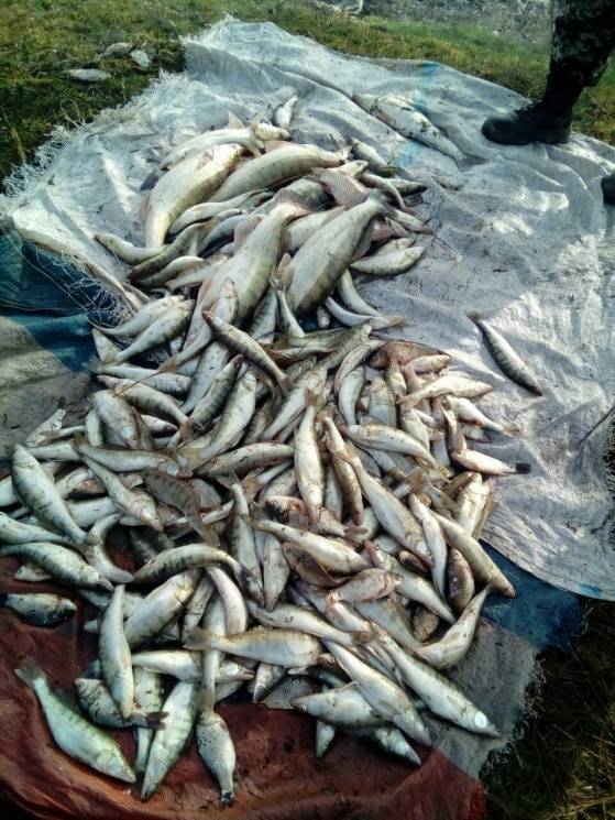 На Одещині двоє браконьєрів наловили риб…