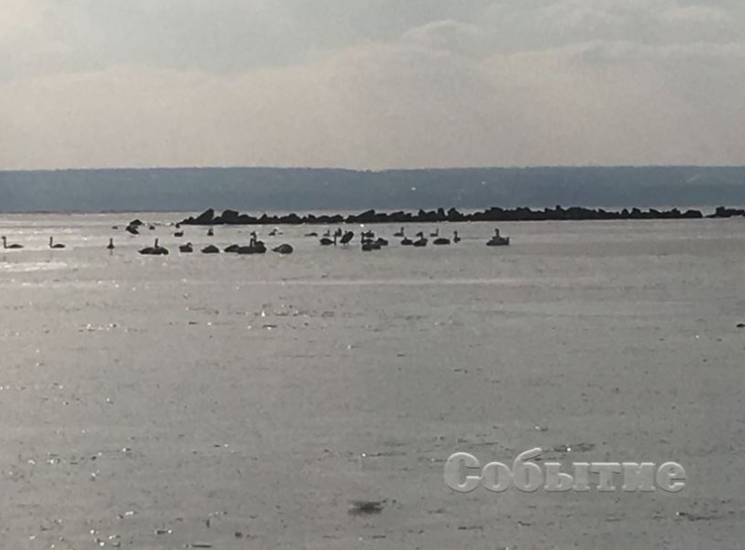 На Дніпропетровщині сотня лебедів опинил…